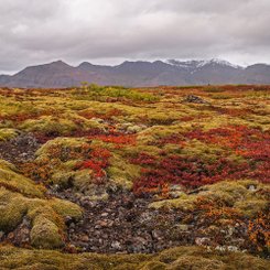 Herbstliche Landschaft in rot und orange mit schneebedeckten Bergen im Hintergrund