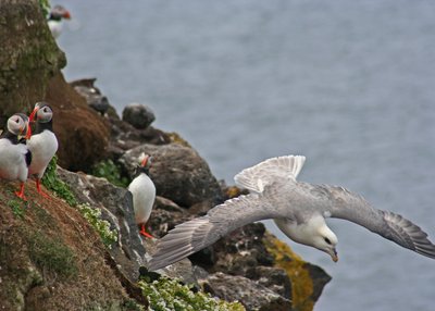 Rauðinúpur - Nordost-Island