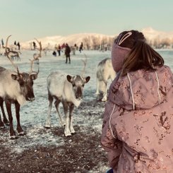 Rentiere füttern ist für Kinder besonders schön