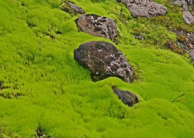 Moos - Nord-Island
