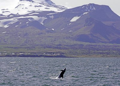 Delfin - Olafsvik - Snaefellsnes