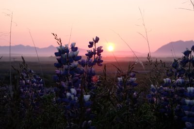 Lupine in der Mitternachtssonne in Island