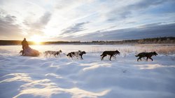 Winterlandschaft und Wintersonne mit Hundeschlitten