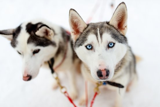 Huskies im Schnee