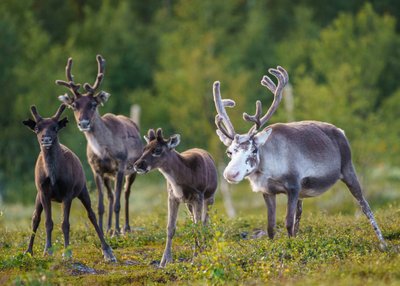 Rentiere im Stora Sjöfallet Nationalpark in Schweden