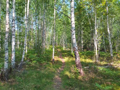 Wanderweg durch einen schedischen Birkenwald