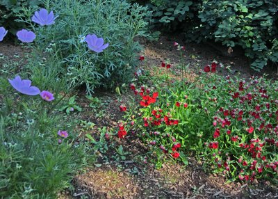 Botanischer Garten - Akureyri