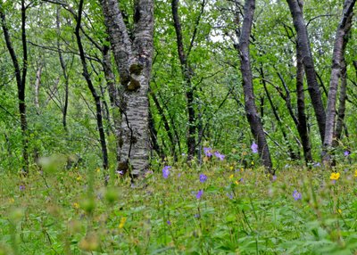 Birkenwald - Þórsmörk