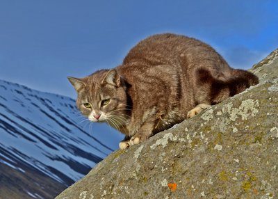 Farmkatze - Westfjorde