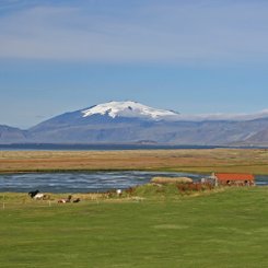 Weidelandschaft - West-Island