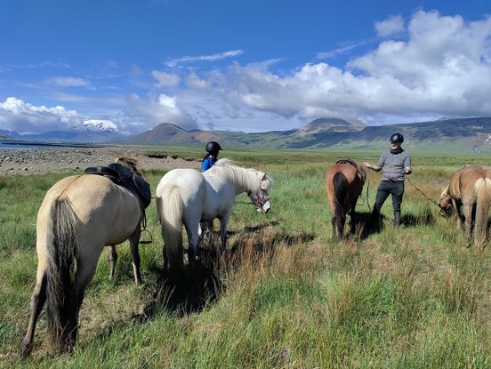 Zwei Reiterinnen mit vier Islandpferden auf Island