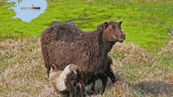 Islandschafe - Westfjorde