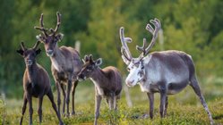 Rentiere in Lappland