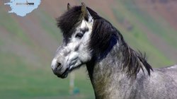 Islandpferd - Island