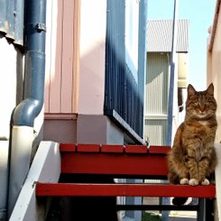 Katze - Reykjavik