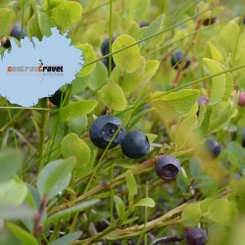 Blaubeeren - Island