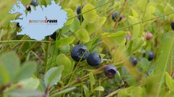 Blaubeeren - Island