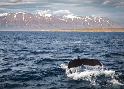 Whale Watching - Nord-Island