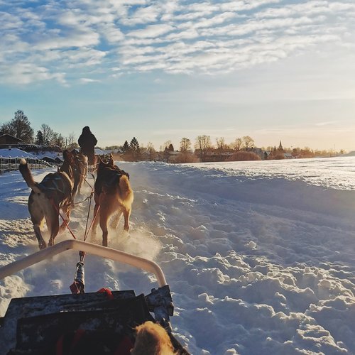 Ausflug mit dem Hundeschlitten im winterlichen Norwegen