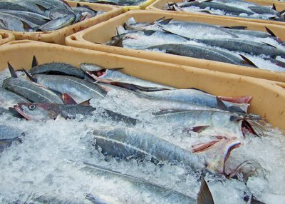 Frischer Fisch - Reykjanes