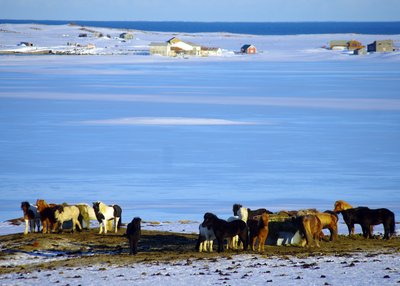 Pferdeherde - Nord-Island