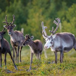 Rentiere in Lappland