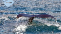 Whale Watching Akureyri