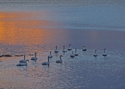Singschwäne - Island