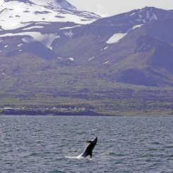 Delfin - Ólafsvík - Snæfellsnes
