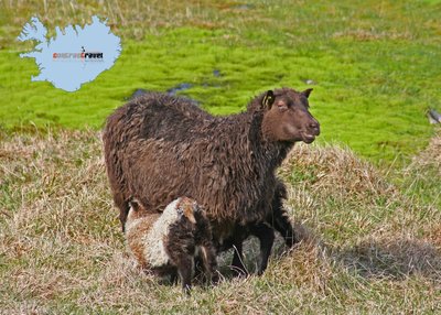 Islandschafe - Westfjorde