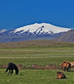 Island Reittouren & Reiturlaub - Grüne Weide mit Islandpferden vor vergletschertem Vulkan