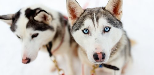 Huskies im Schnee