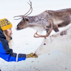 Eine Frau füttert Rentiere aus der Hand