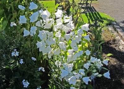 Kelchblüten - Akureyri