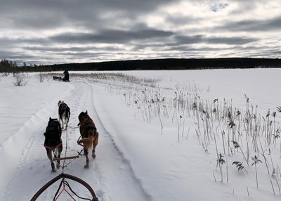 Auf der Hundeschlittenfahrt entlang des Sees