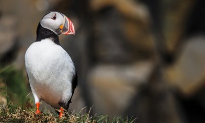 Der Papageientaucher ist in vielen der Nordländer zu finden