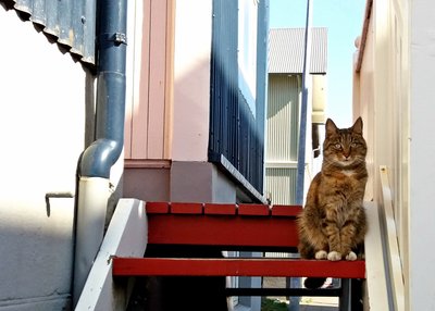 Katze - Reykjavik