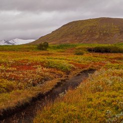 Ein Weg von Schafen gemacht schlängelt sich zwischen buntem Heidekraut durch die herbstliche Landschaft.