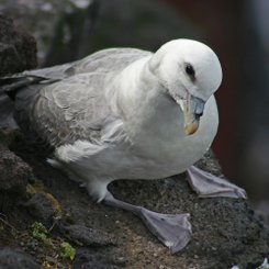 Eissturmvogel - Nordost-Island