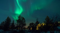 Nordlicht über einer Baumgruppe im Schnee