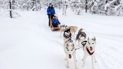 Hundeschlitten mit 6 Huskies in verschneiter Landschaft