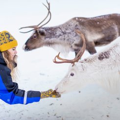 Eine Person mit Mütze streichelt ein Rentier mit hellem Fell. 