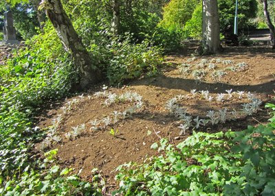 Pflanzenherzen - Botanischer Garten