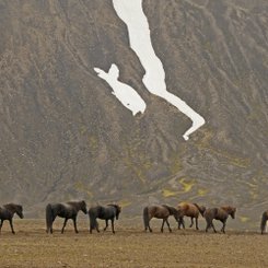 Islandpferde - Zentrales Hochland