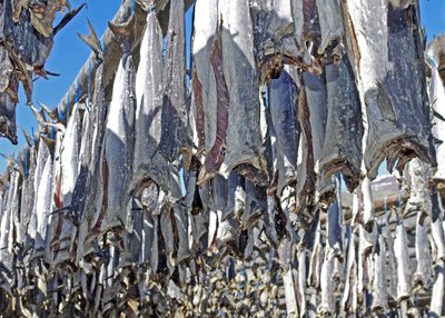 Trockenfisch - Island