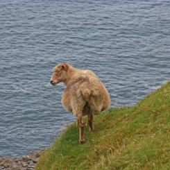 Schaf - Färöer