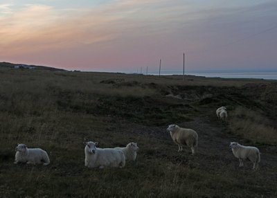 Schafe - Nord-Island