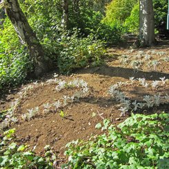 Pflanzenherzen - Botanischer Garten