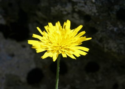Wildblume - Island