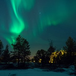 Nordlicht über einer Baumgruppe im Schnee